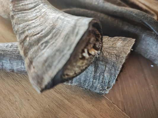 Goat Horns